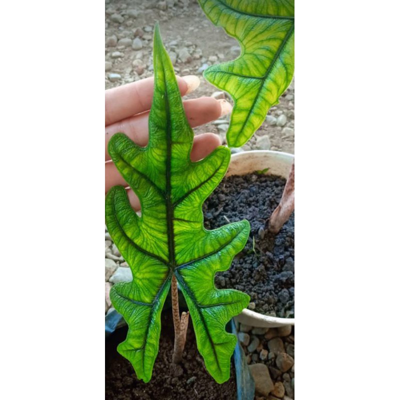 alocasia jacklyn