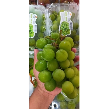 

Anggur Shinee Muscat / anggur jepang