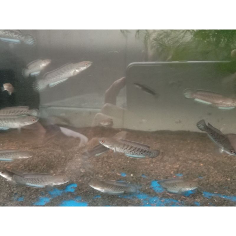 channa stewarty arunachal