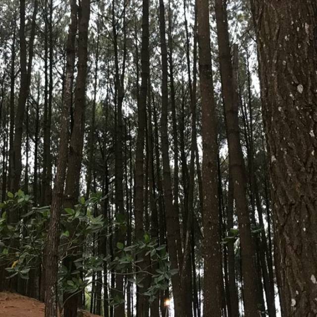 lomingfong.