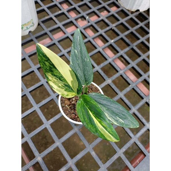standlyana variegata yellow