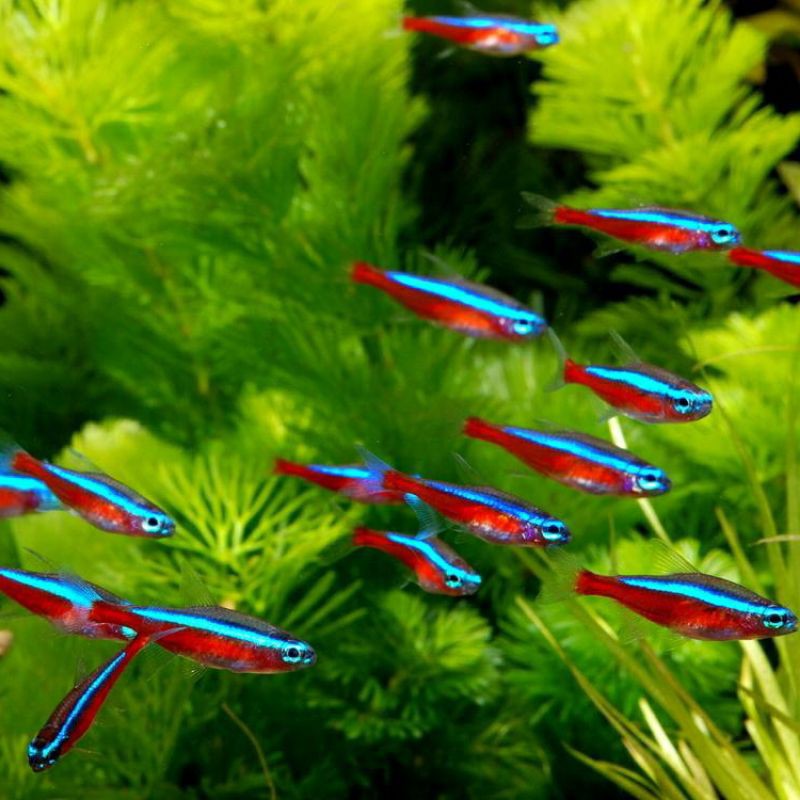 

ikan cardinal tetra paket isi 20 ekor