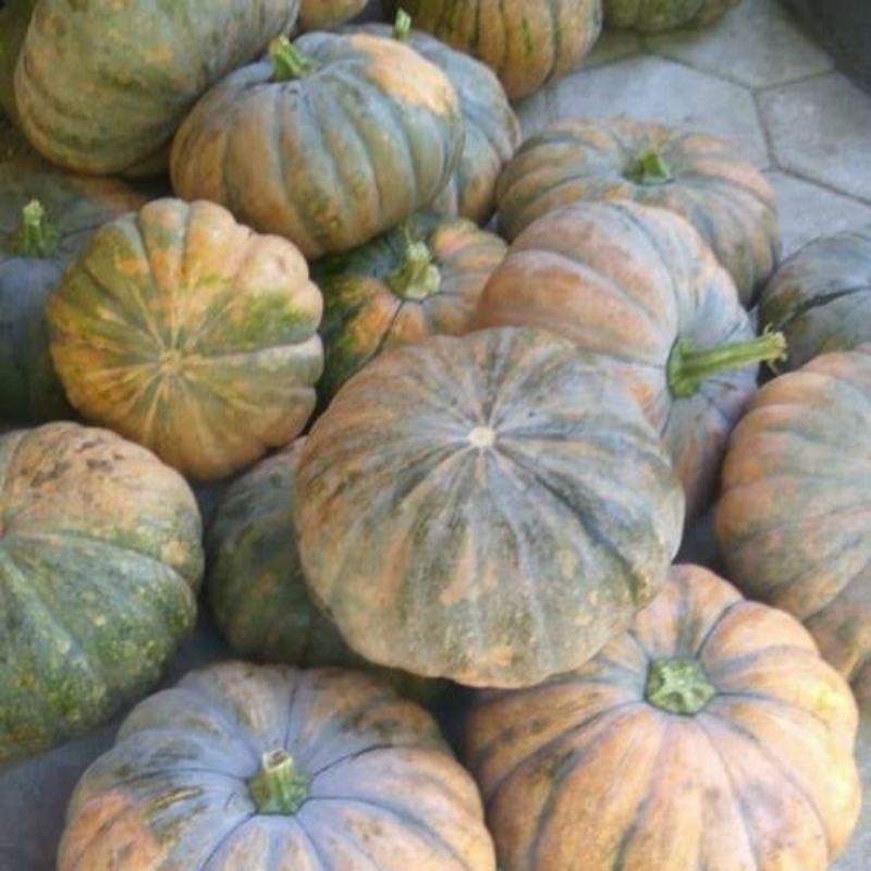 

Labu Tanah / Labu Kuning