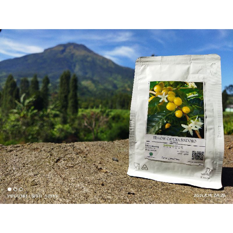 

Kopi Arabika Yellow Catura Sindoro