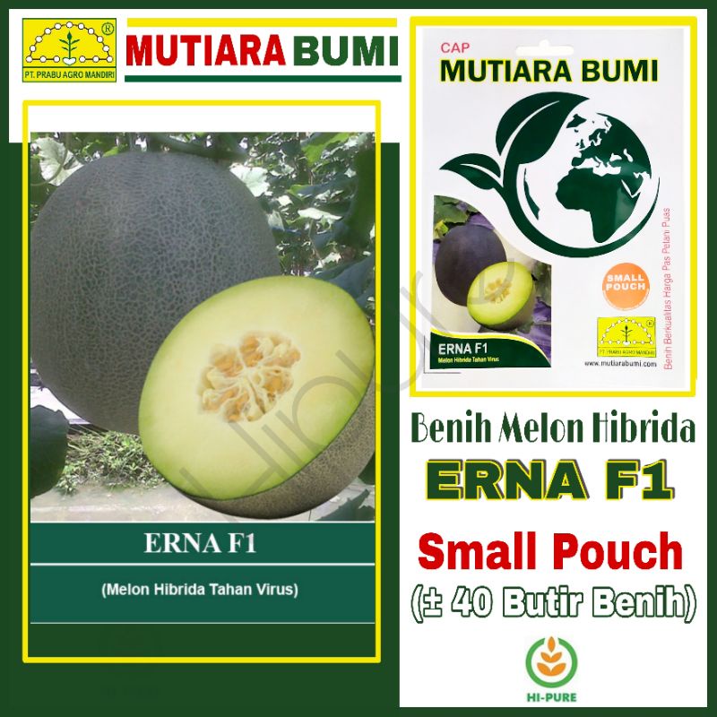 BENIH MELON HIBRIDA ERNA F1 ISI 40 BUTIR BENIH CAP MUTIARA BUMI TAHAN GEMINI VIRUS DAN PENYAKIT DOWN