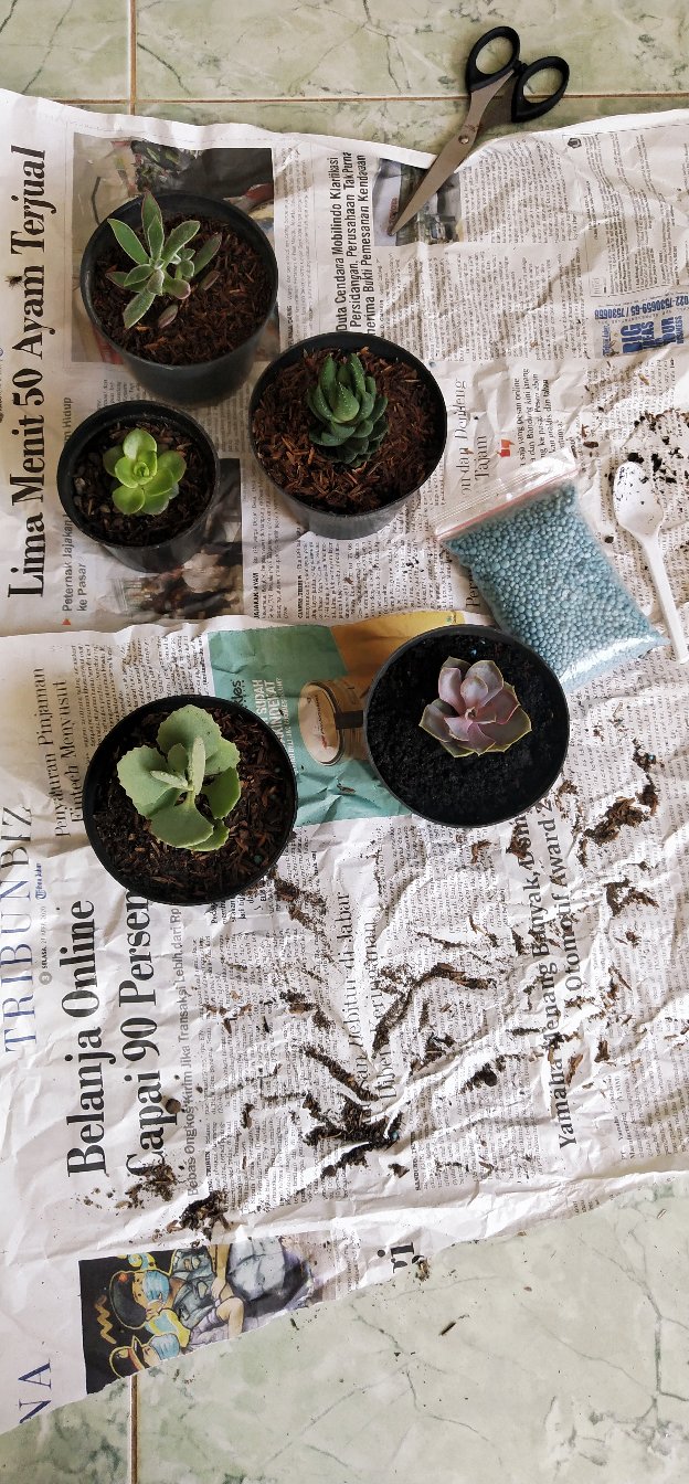 Sukulen Dan Kaktus Mini (echeveria ‘green Prince’)