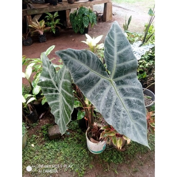 alocasia longiloba silver besar
