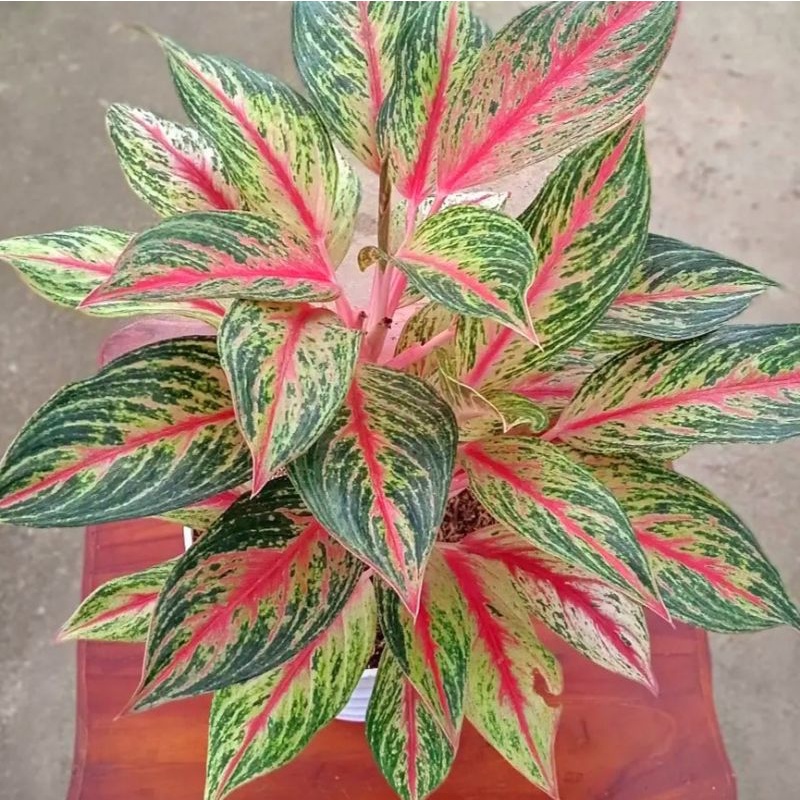 Aglonema Golden Sweet / bibit bunga / bunga hidup / tanaman / tanaman bunga / bunga hiasan /bunga ag