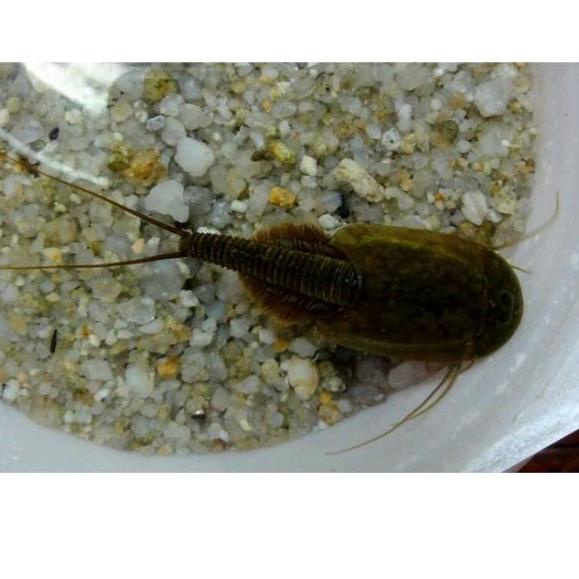 Laris Instant Pet Creature Triops Granarius ..