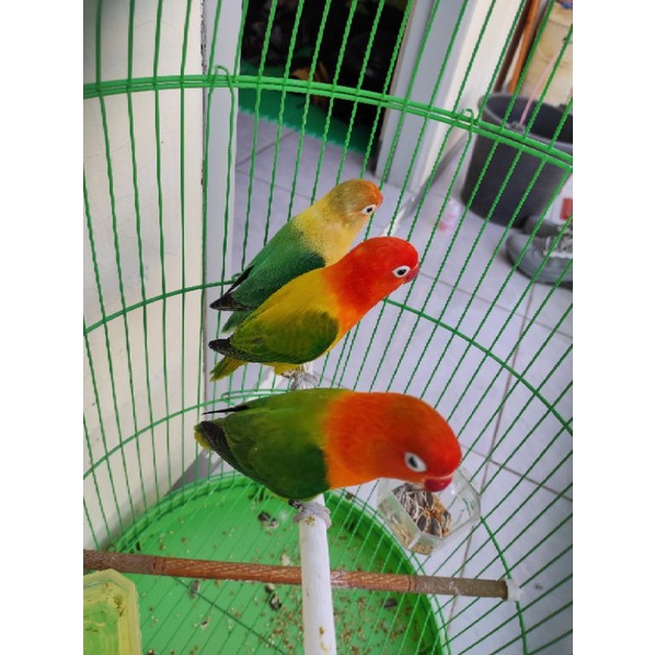 burung lovebird biola