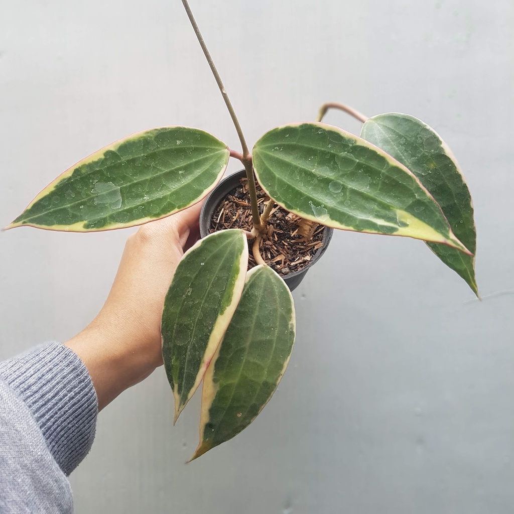 Hoya Macrophylla Variegata / Hoya Latifolia Albomarginata / Tanaman Hias Gantung Ekonomis Murah