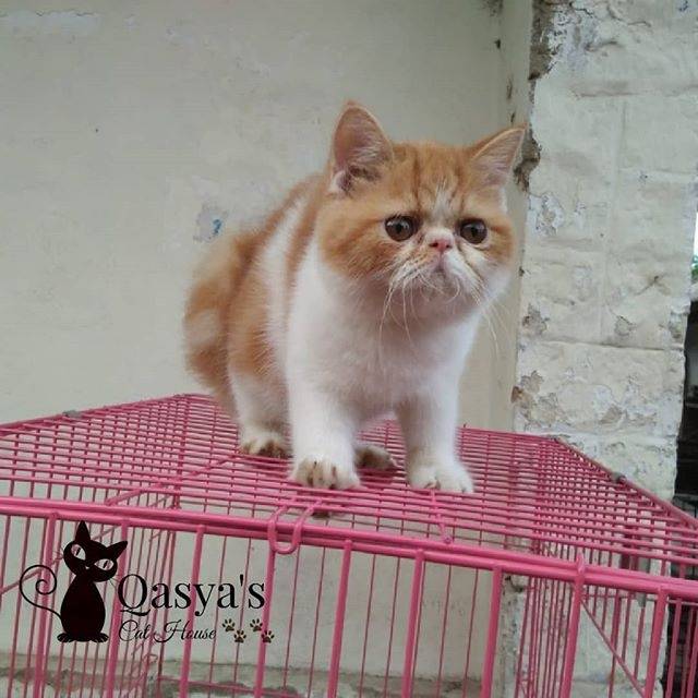 Kitten exotic shorthair female