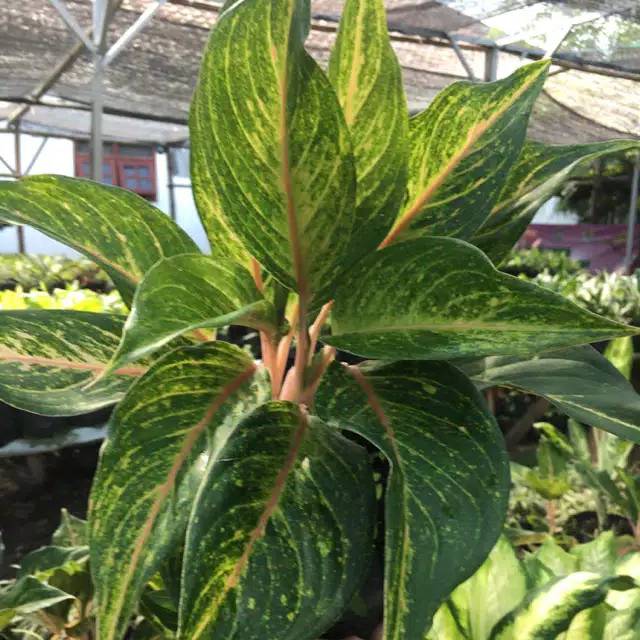 Aglonema Roro Mendut Tanaman Hias