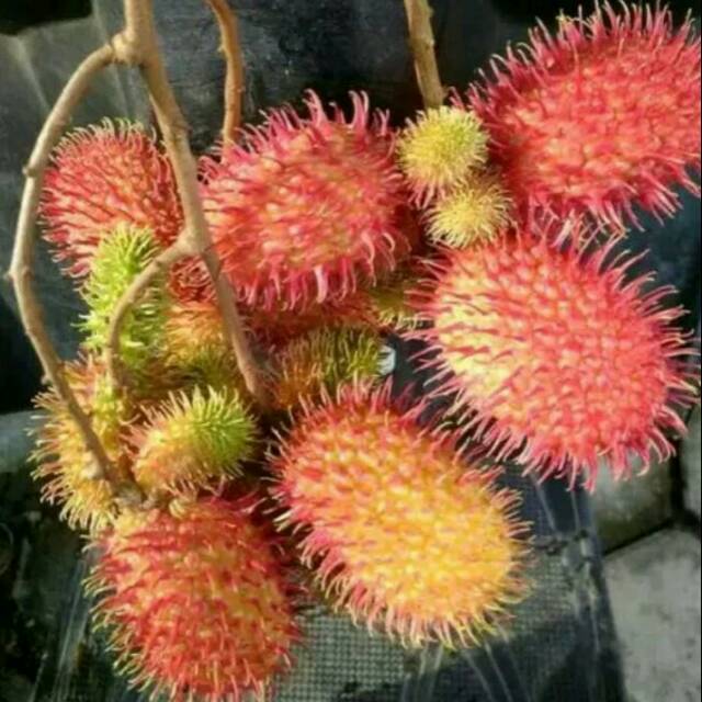 Bibit Rambutan Langka Antalagi Super Manis, Tebal, Kering Dan Ngelotok [Bibit Berkualitas Unggul]