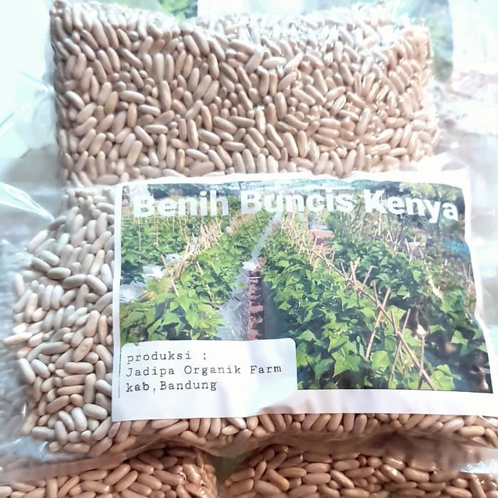 Unik Benih Buncis Kenya ,500 gram Terlaris
