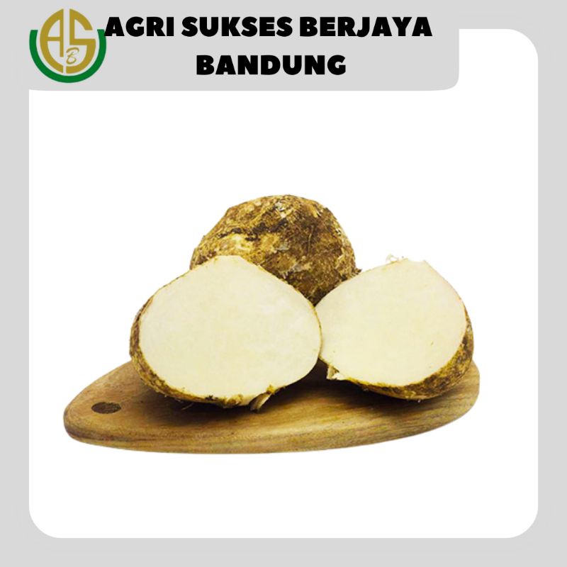 Jual Buah Bengkuang Bengkoang 1 Kg Shopee Indonesia