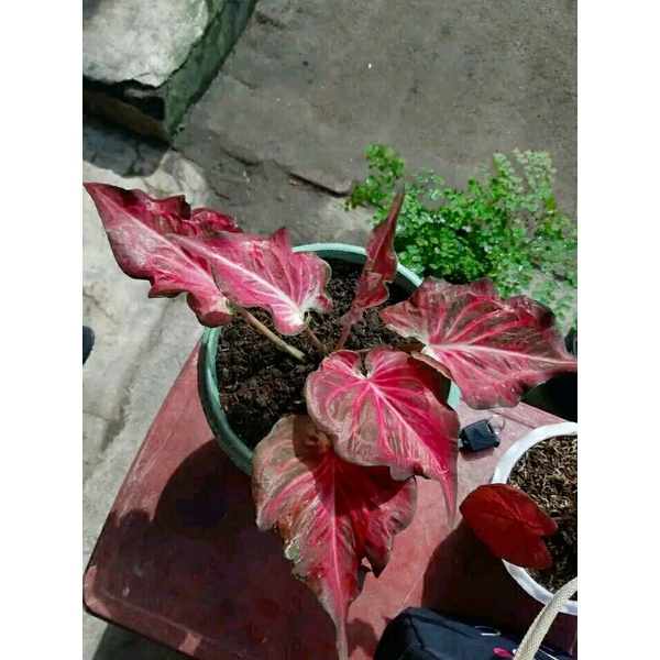 Anakan keladi Pink Ramla/Ramla pink caladium bibit