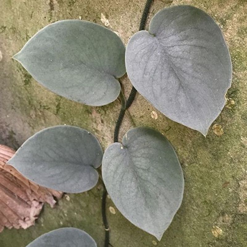 tanaman hias scindapsus silver Hero platinum