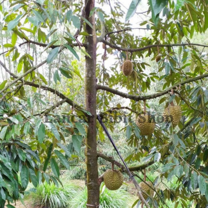 Tanaman buah durian montong hasil okulasi free pupuk NPK