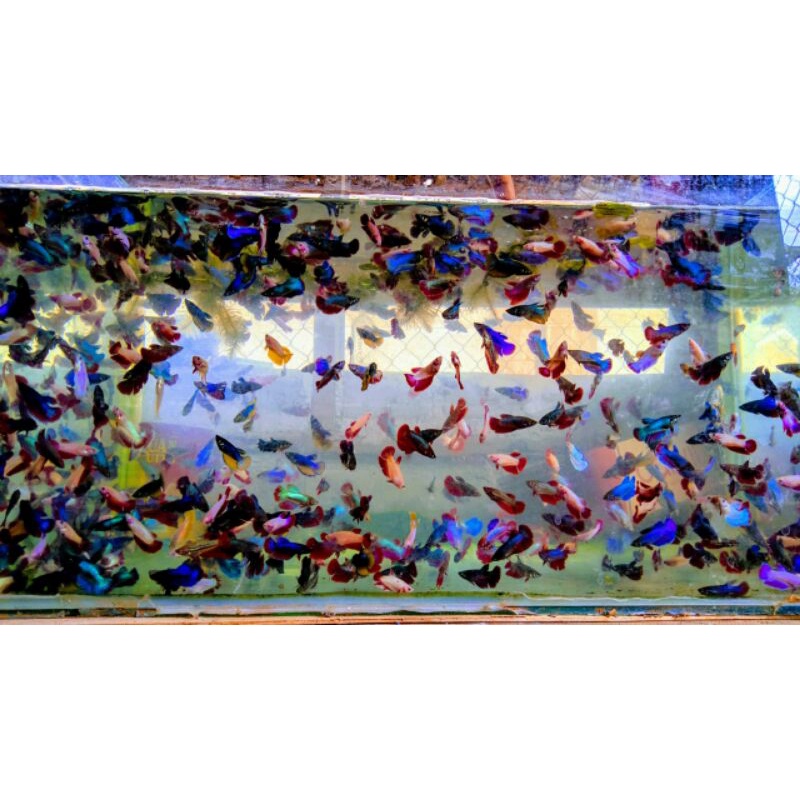 Cupang halfmoon slayer betina female bisa di campur dalam satu tempat