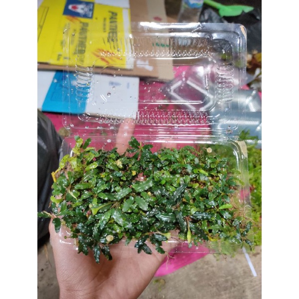 Buce mini porsi mika tanaman Aquascape