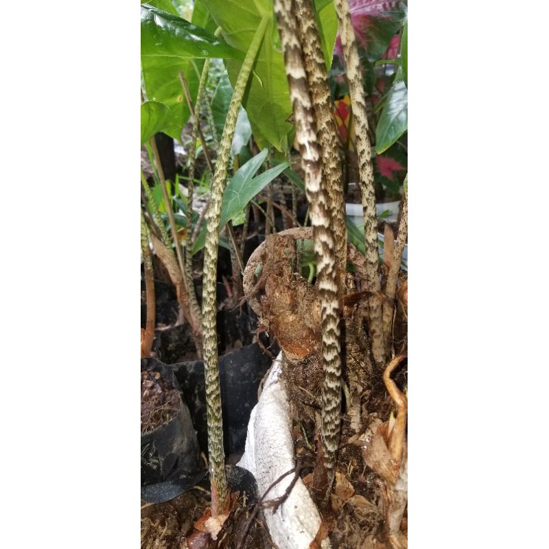 BONGGOLAN ALOCASIA ZEBRINA BORNEO(rawatan)