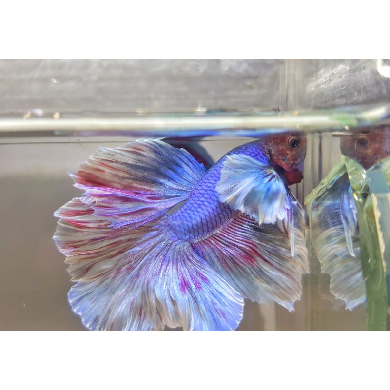 Ikan Cupang Halfmoon Dumbo Ear Lavender