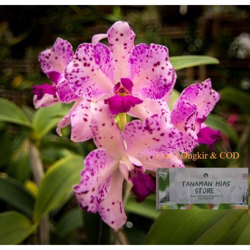 2.2 COD SALE Bunga Hias Anggrek Cymbidium Orchid Putih White Tanaman Anggrek Tanah Hidup