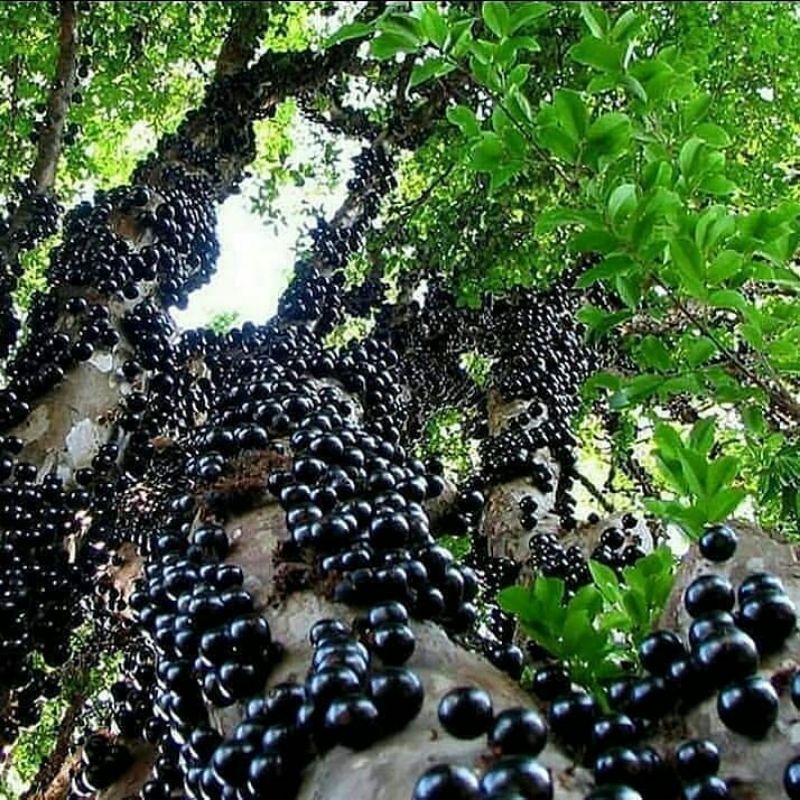 Tanaman buah anggur brazil / jaboticaba sabara