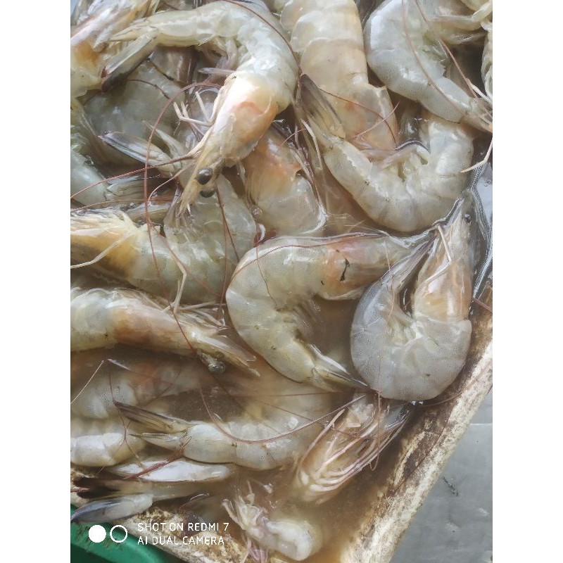 

Udang segar per 250 gram