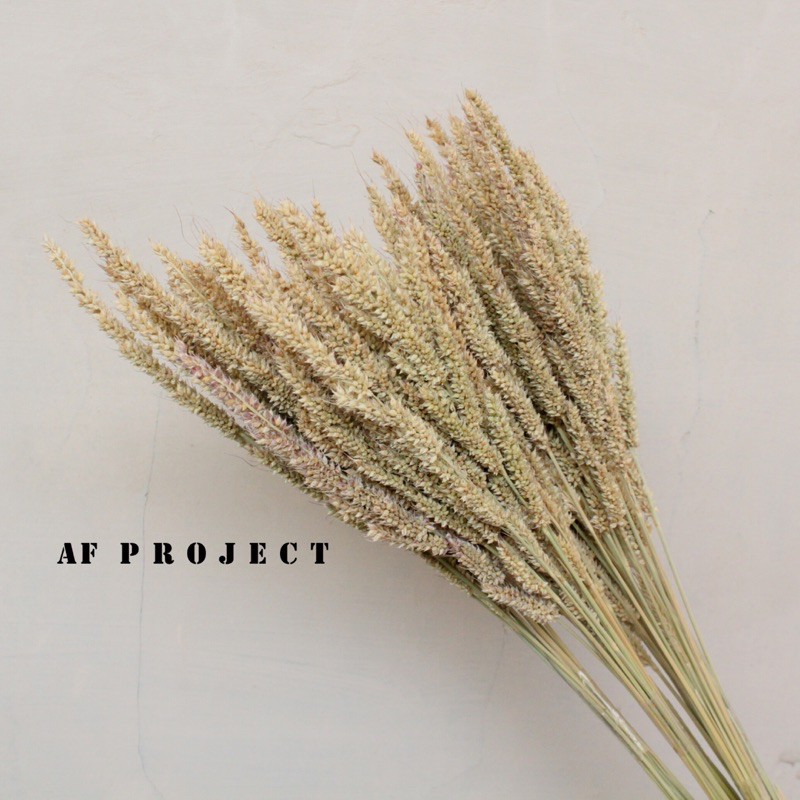 Rumput Jaruan/ Rumput Jaruan Kering/ Dried flower/ Rumput Kering/ Rumput Kering lokal/ Bunga Jawan