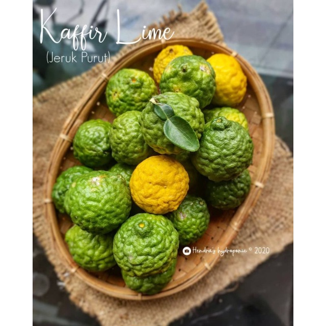 Bibit Tanaman Buah Jeruk Purut Asli Hasil Okulasi Cangkok Cepat Berbuah Murah Unggulan