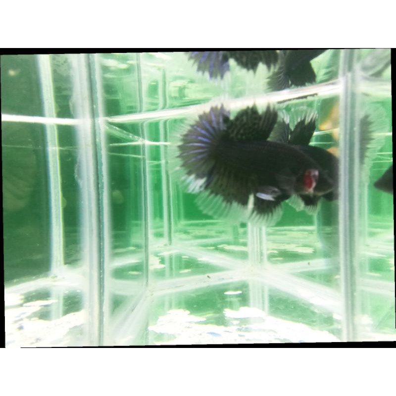 Cupang Hias Halfmoon silangan plakat Black Kombinasi Real Pict / Real Foto / Real Video