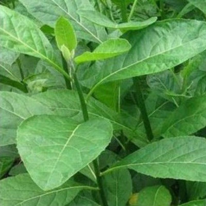 

DAUN SAMBUNG NYAWA SEGAR