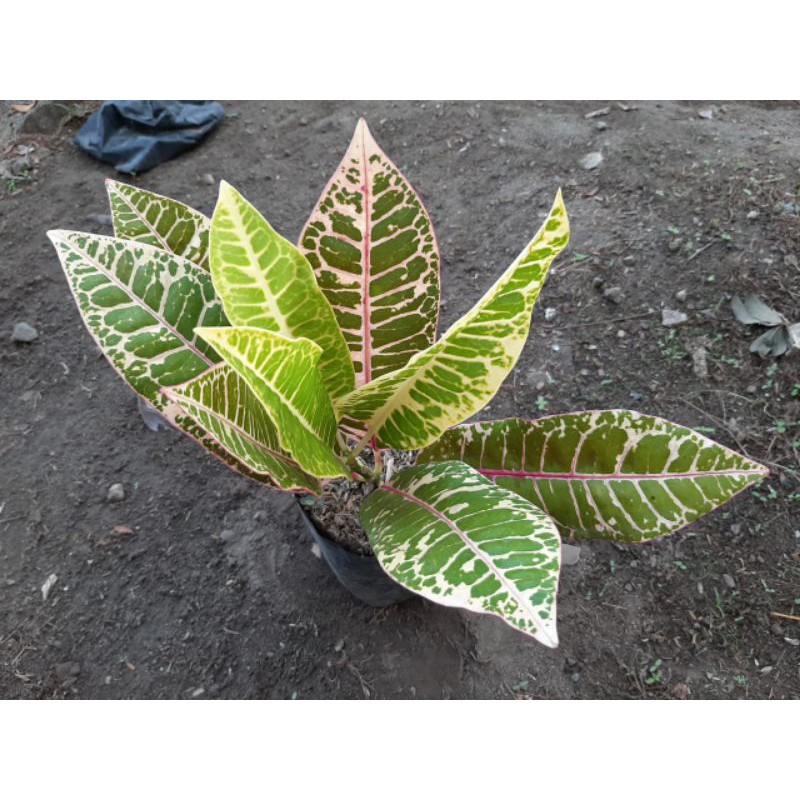 bibit tanaman hias bunga puring grace pink