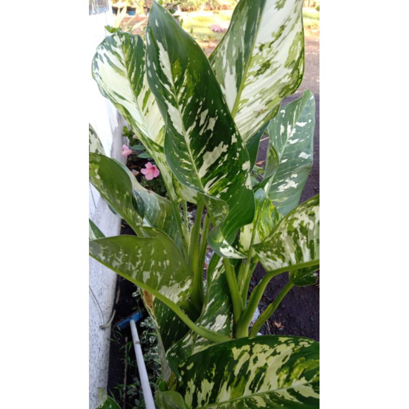 aglonema Difen aurora