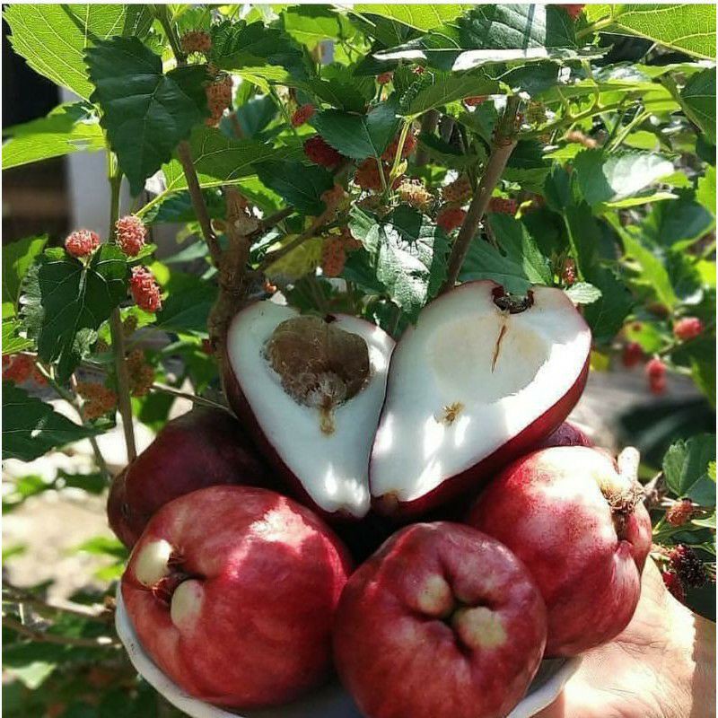 Bibit Tanaman Buah Jambu Air Jamaika-Bibit Jambu Air Jamaika Murah Hasil Cangkok