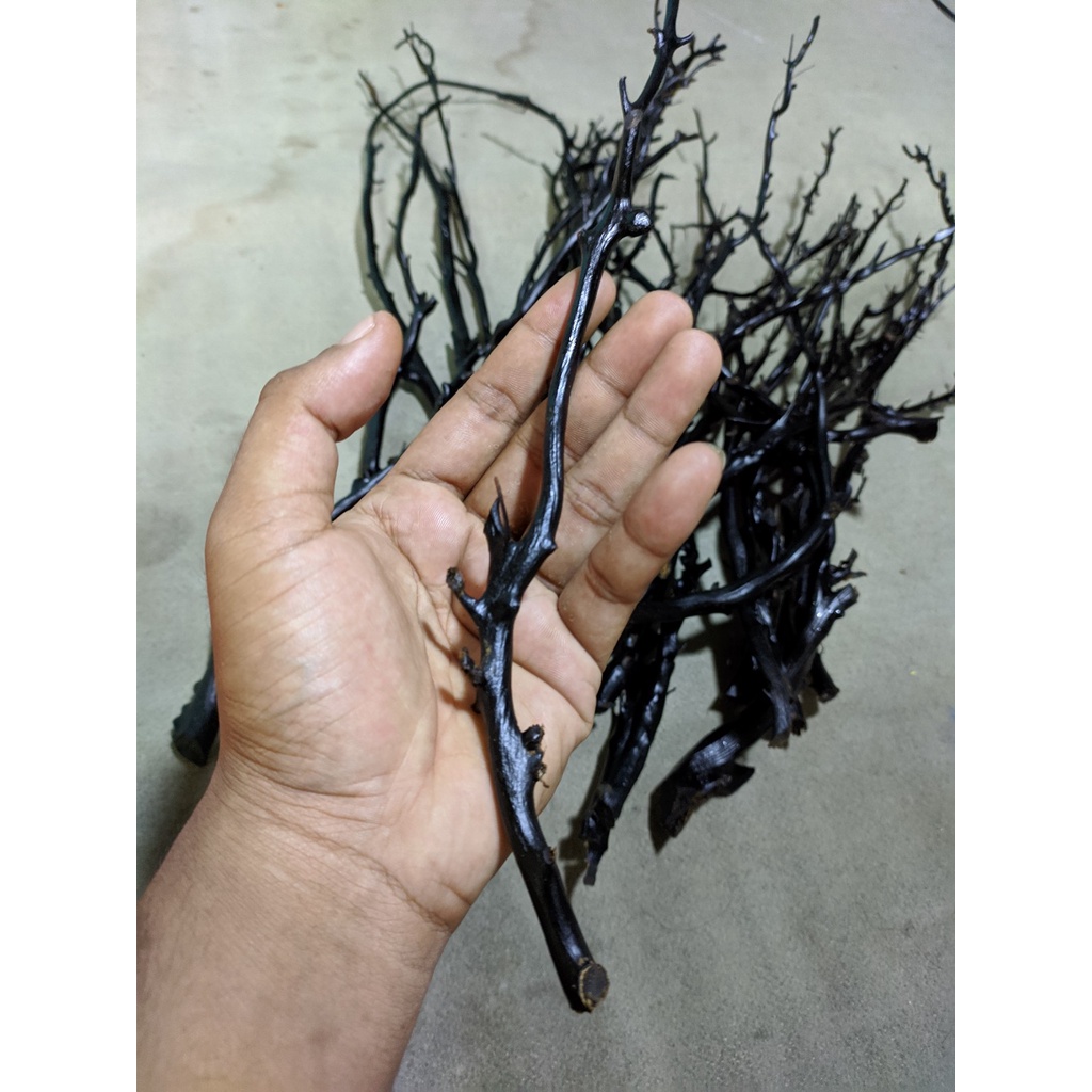Bahan akar bahar hitam asli berserat papua size mild