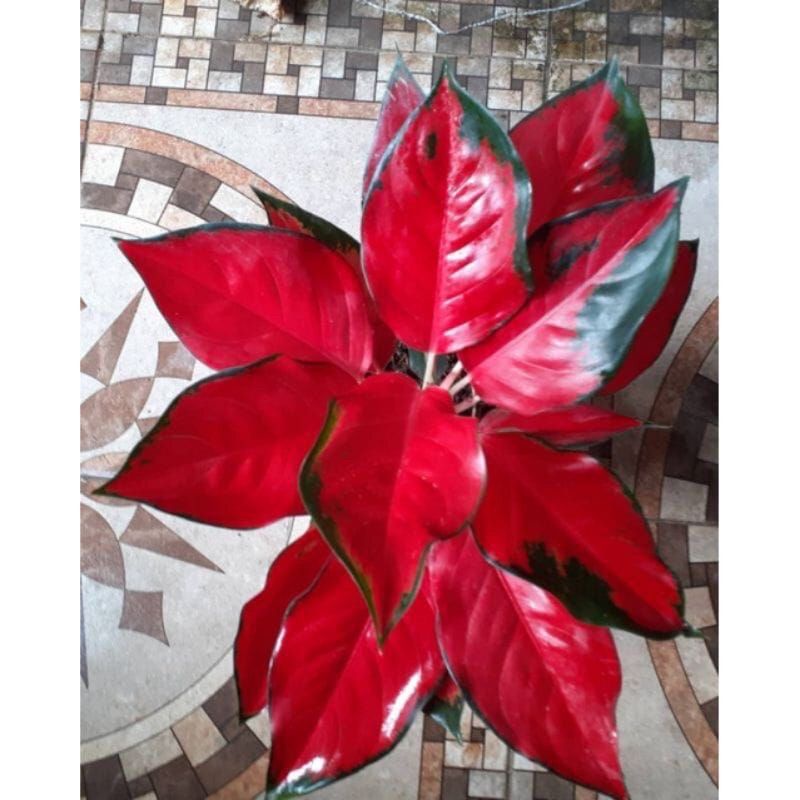 Aglonema suksom jaipong (Tanaman hias aglaonema suksom) - tanaman hias hidup - bunga hidup - bunga aglonema - aglaonema merah - aglonema merah - aglaonema murah - aglaonema murah