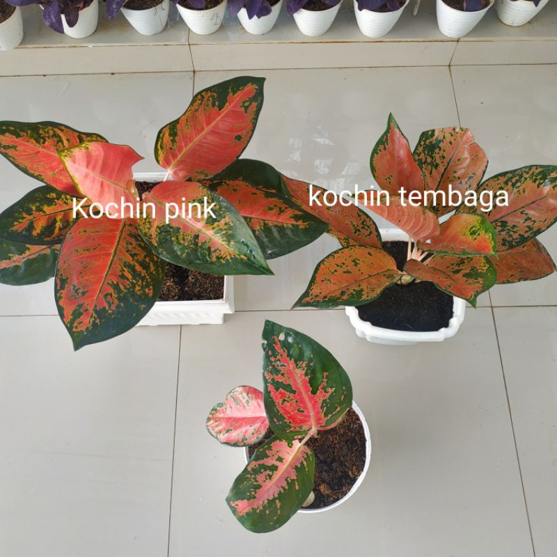 kochin Pink dan  kochin tembaga