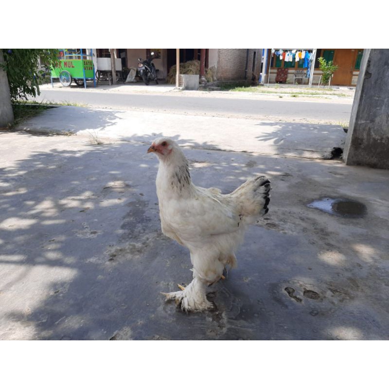 ayam hias brahma
