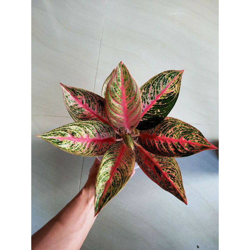 aglonema Legacy tulang merah 7 8 daun