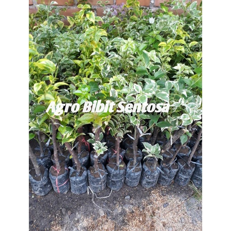bibit bunga Bougenville 3 warna