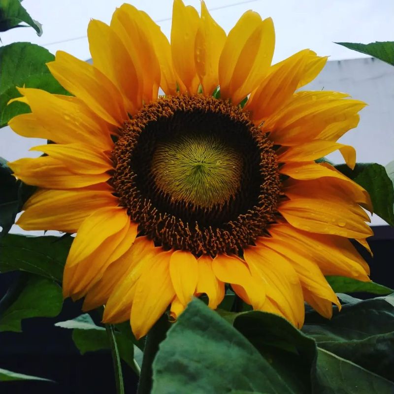 bibit biji bunga matahari jumbo