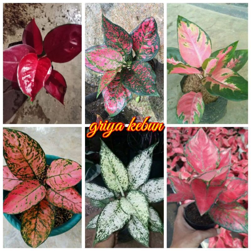 paket 6 jenis bunga aglonema import dan lokal murah
