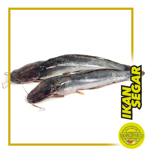 

Ikan Lele Segar - 500 gr