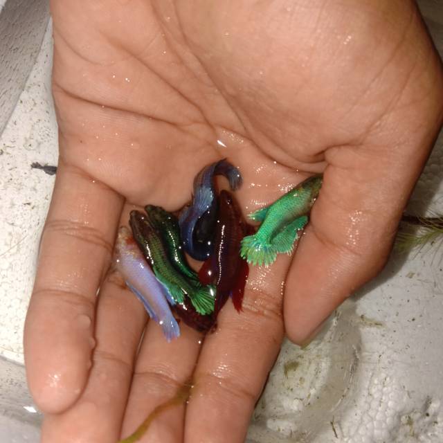 Female Cupang Betina slayer, plakat dan crowntail/serit