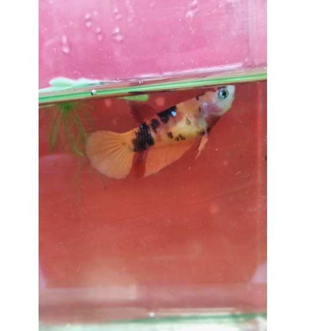 Ikan cupang female Nemo galaxy full block (100% real pict)