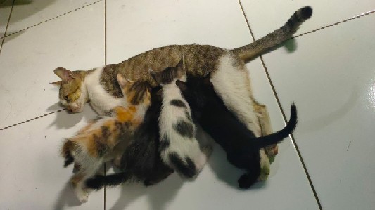 Panci Stainless - Saucepot Sbr Tutup Kaca 22cm (00142.01445)