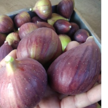 

Buah tin fresh yordania Organik 150gram budidaya ciwidey petik langsung kirim